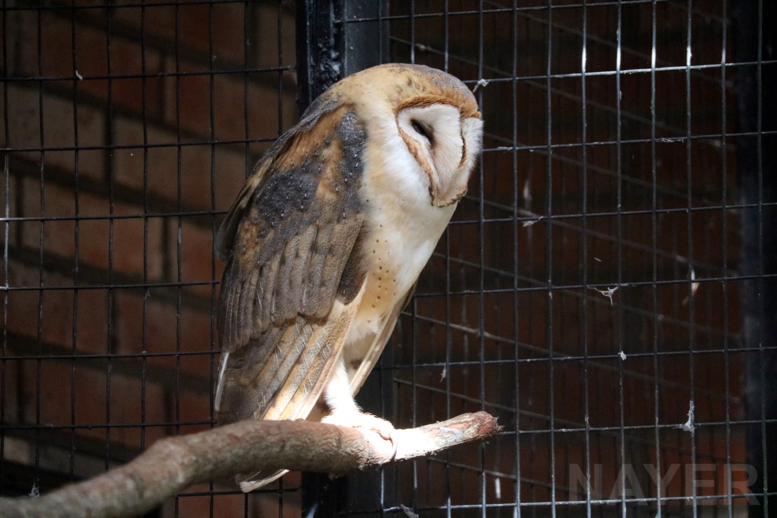 Barn owl, April 2016