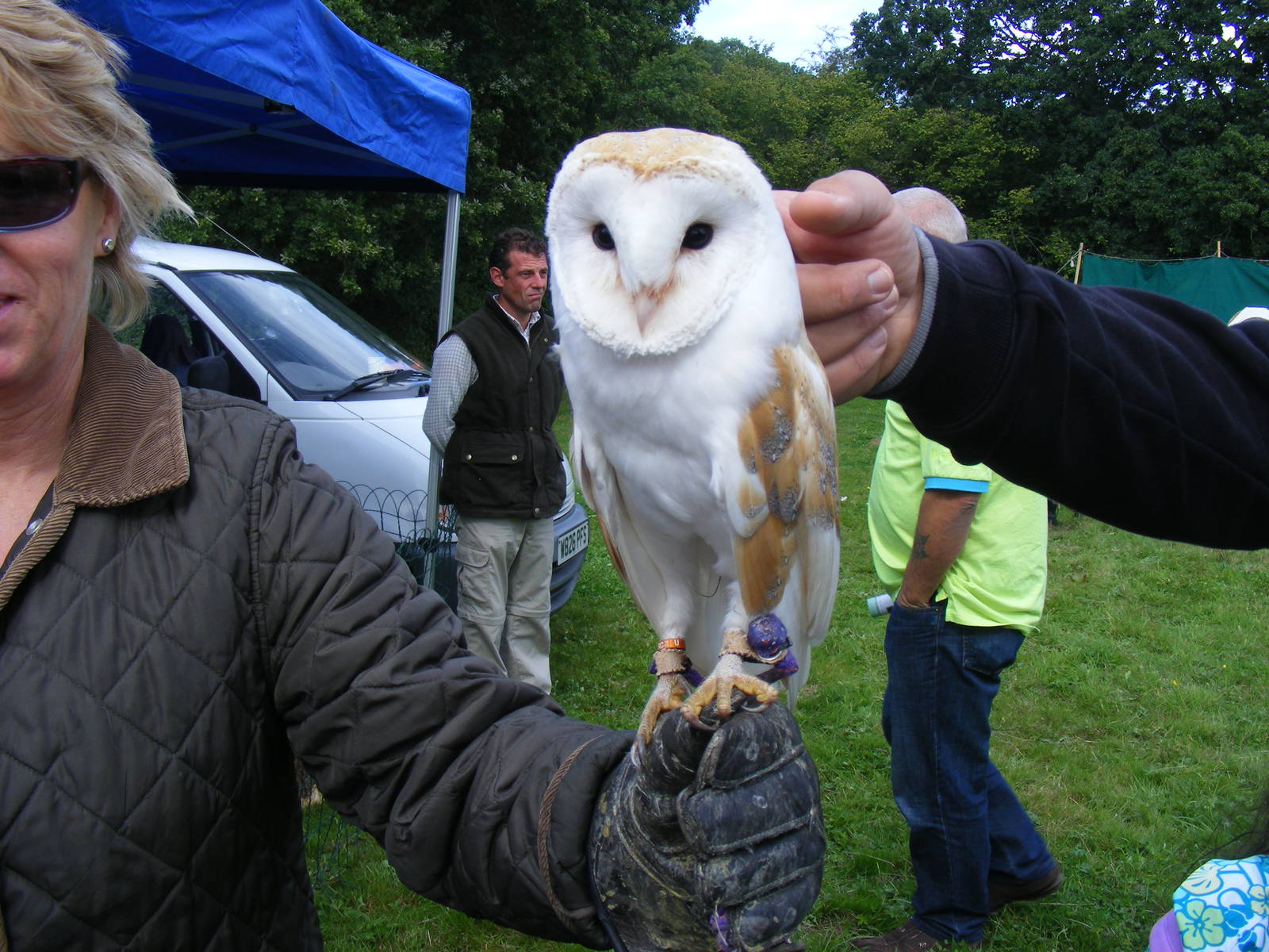 Barn owl at birds of prey display on 29 August 2011