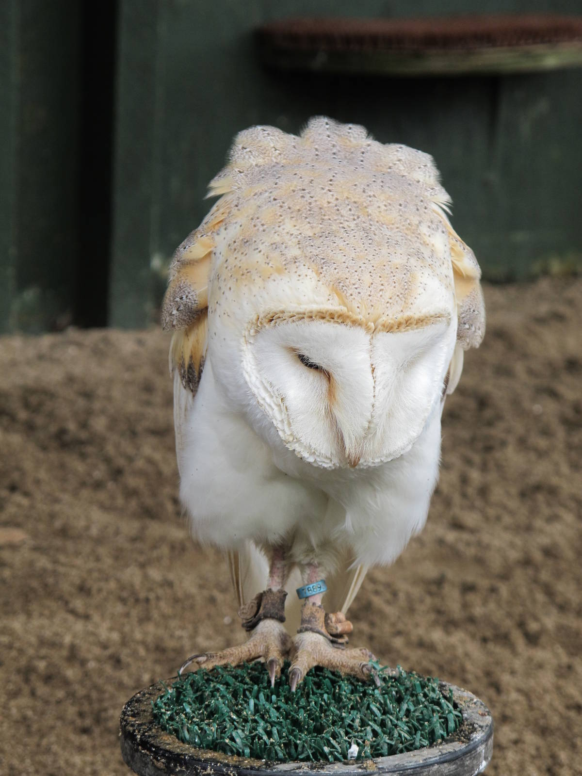 Barn Owl at Cardiff Castle