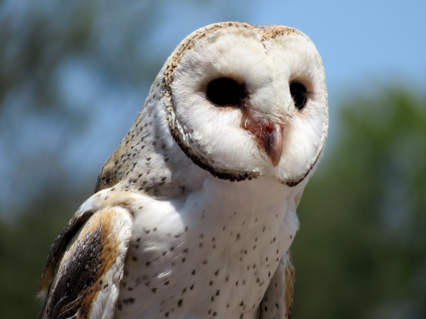 Barn Owl at Lone Pine Koala Sanctuary