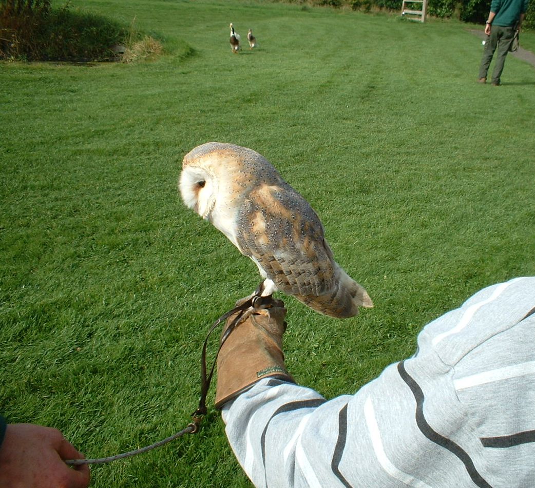 Barn owl at The Hawk Conservancy in Andover, 12 October 2008