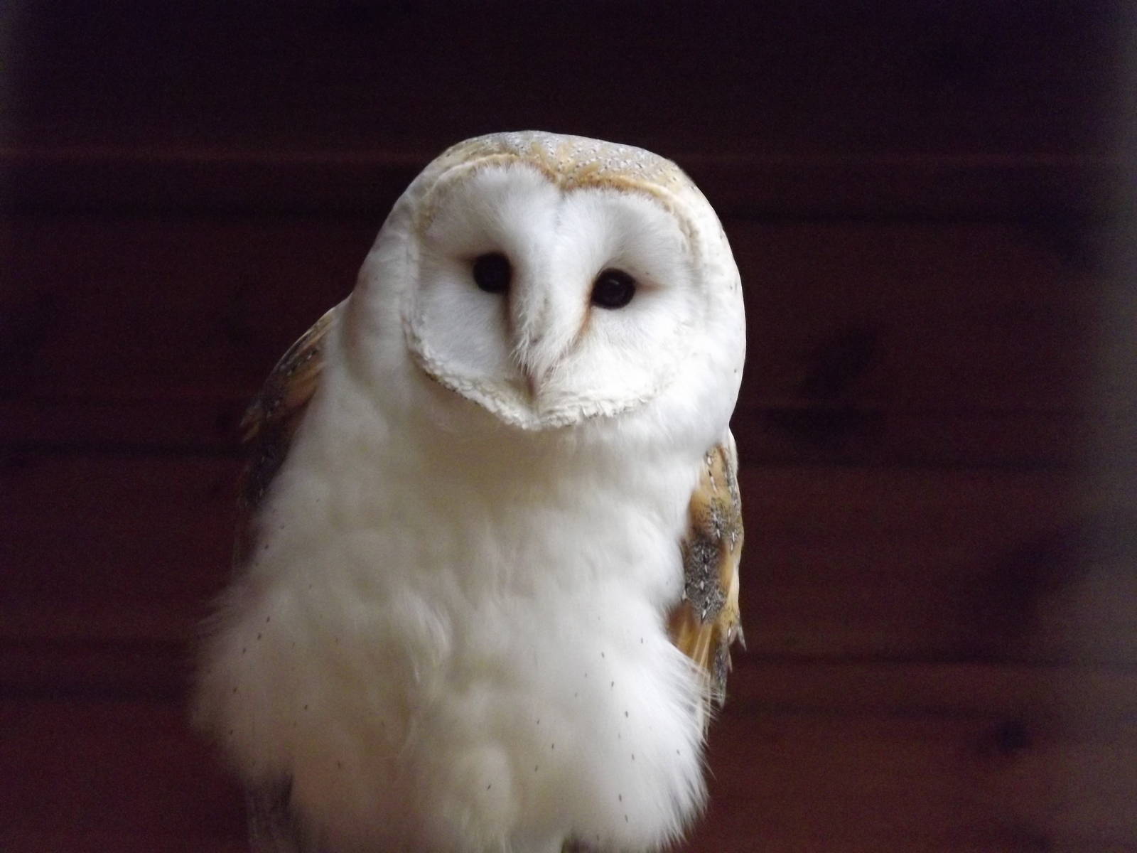 Barn Owl at Yorkshire Wildlife Park 18/02/12
