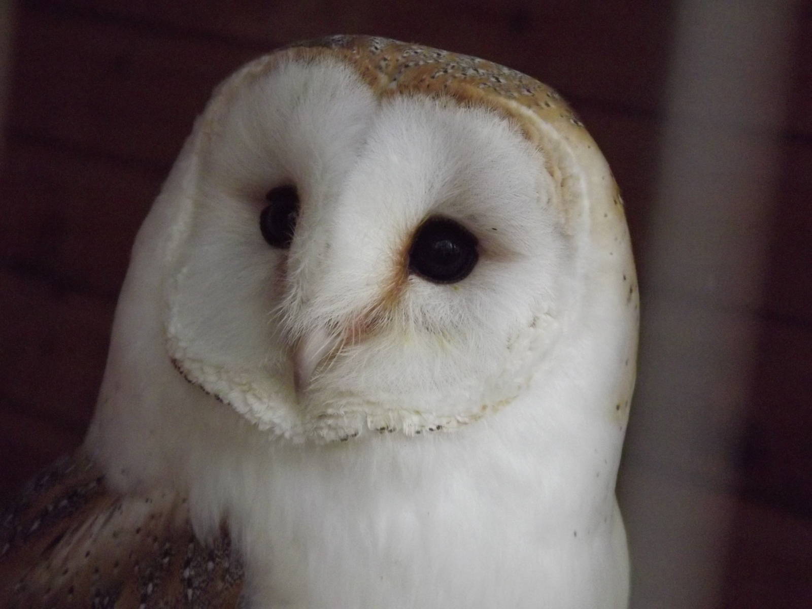 Barn Owl at Yorkshire Wildlife Park 18/02/12