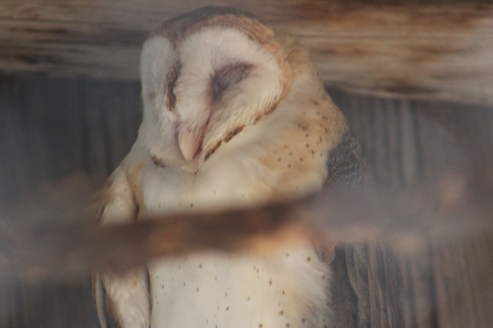 Barn owl | August 19, 2023