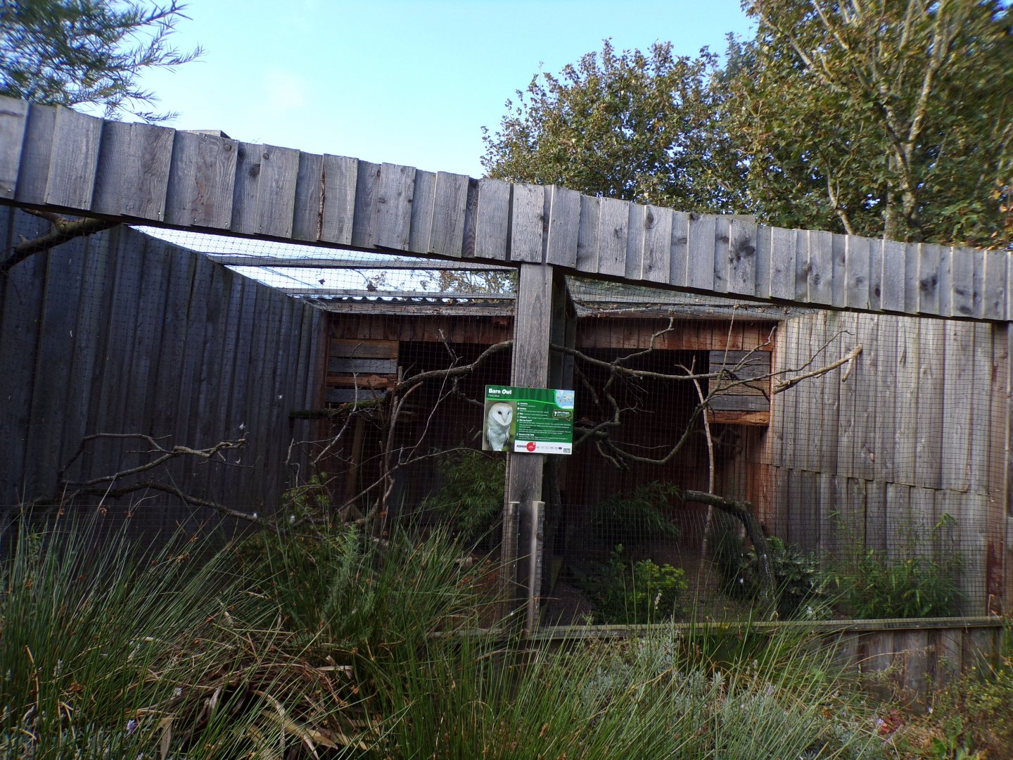 Barn owl aviary 14.10.23
