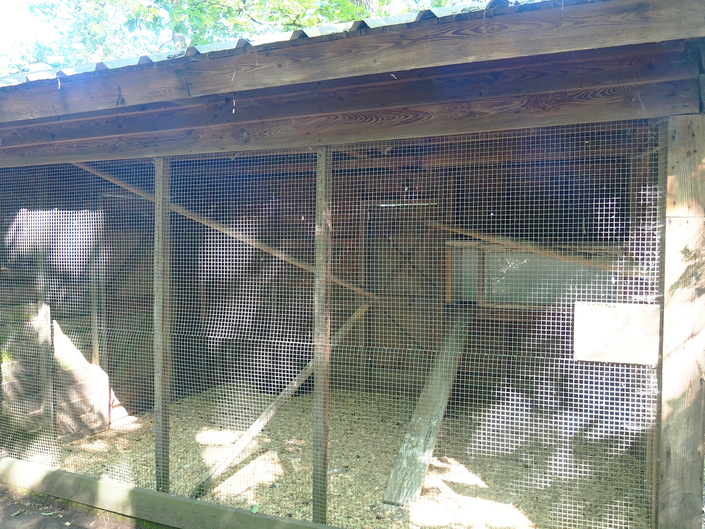 Barn owl aviary, 2023-06-24