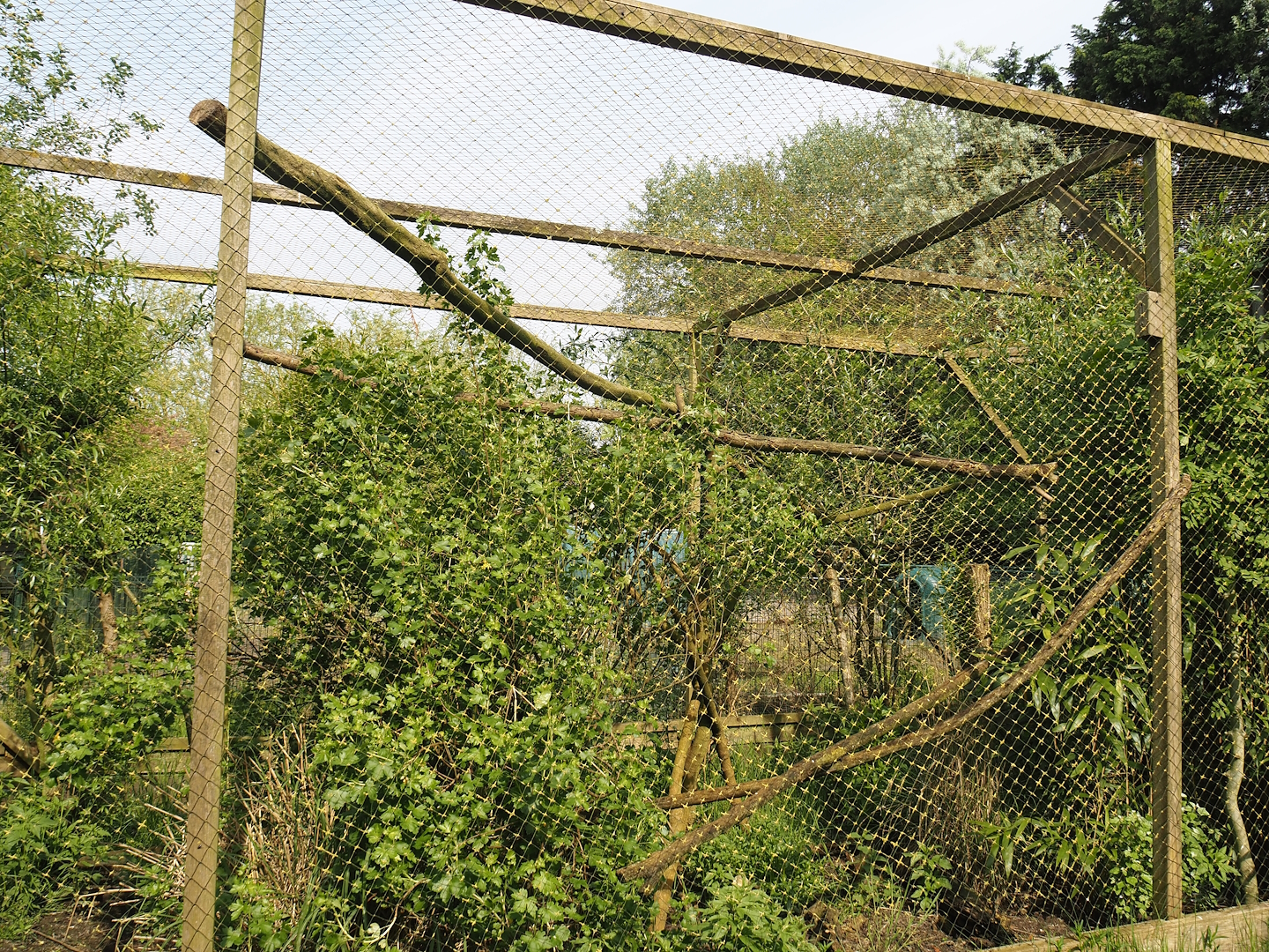 Barn owl aviary, 2024-05-11