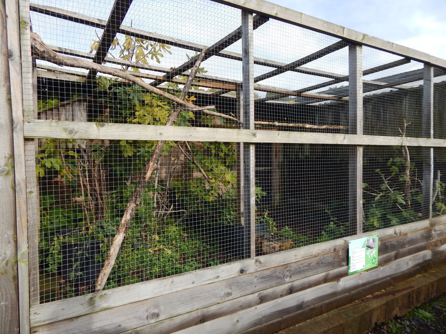 Barn owl aviary 231022