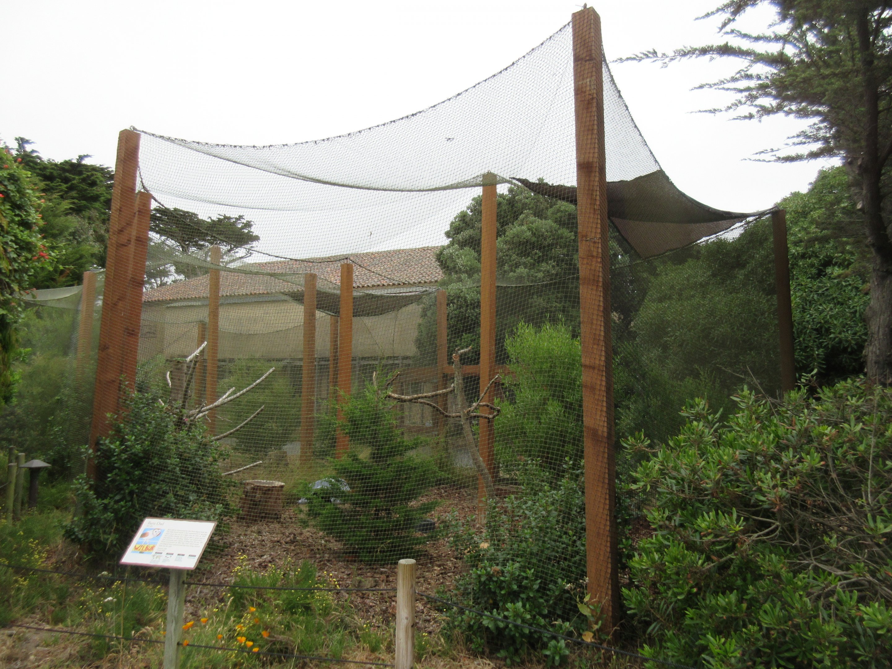 Barn Owl Aviary