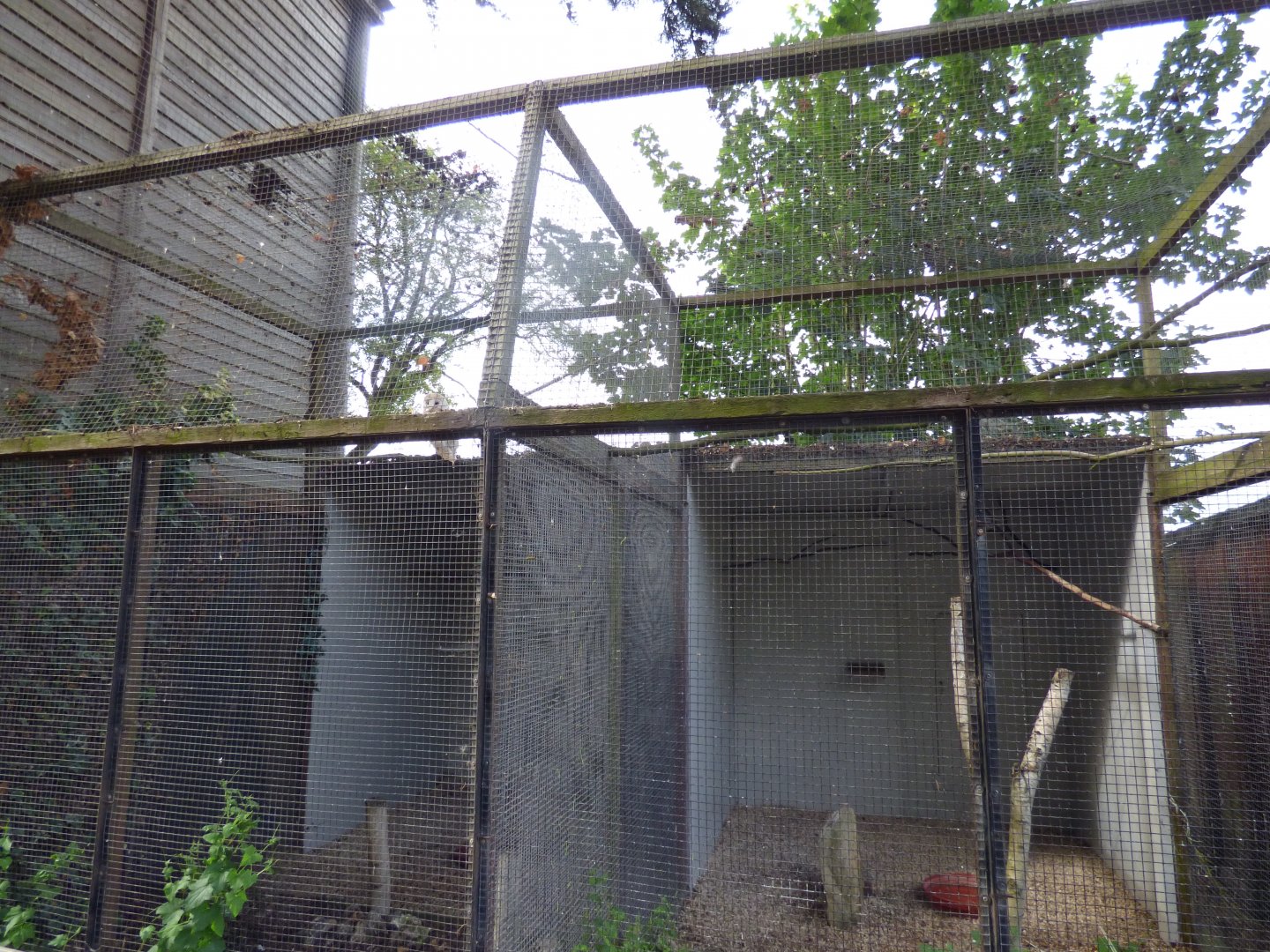 Barn Owl Aviary