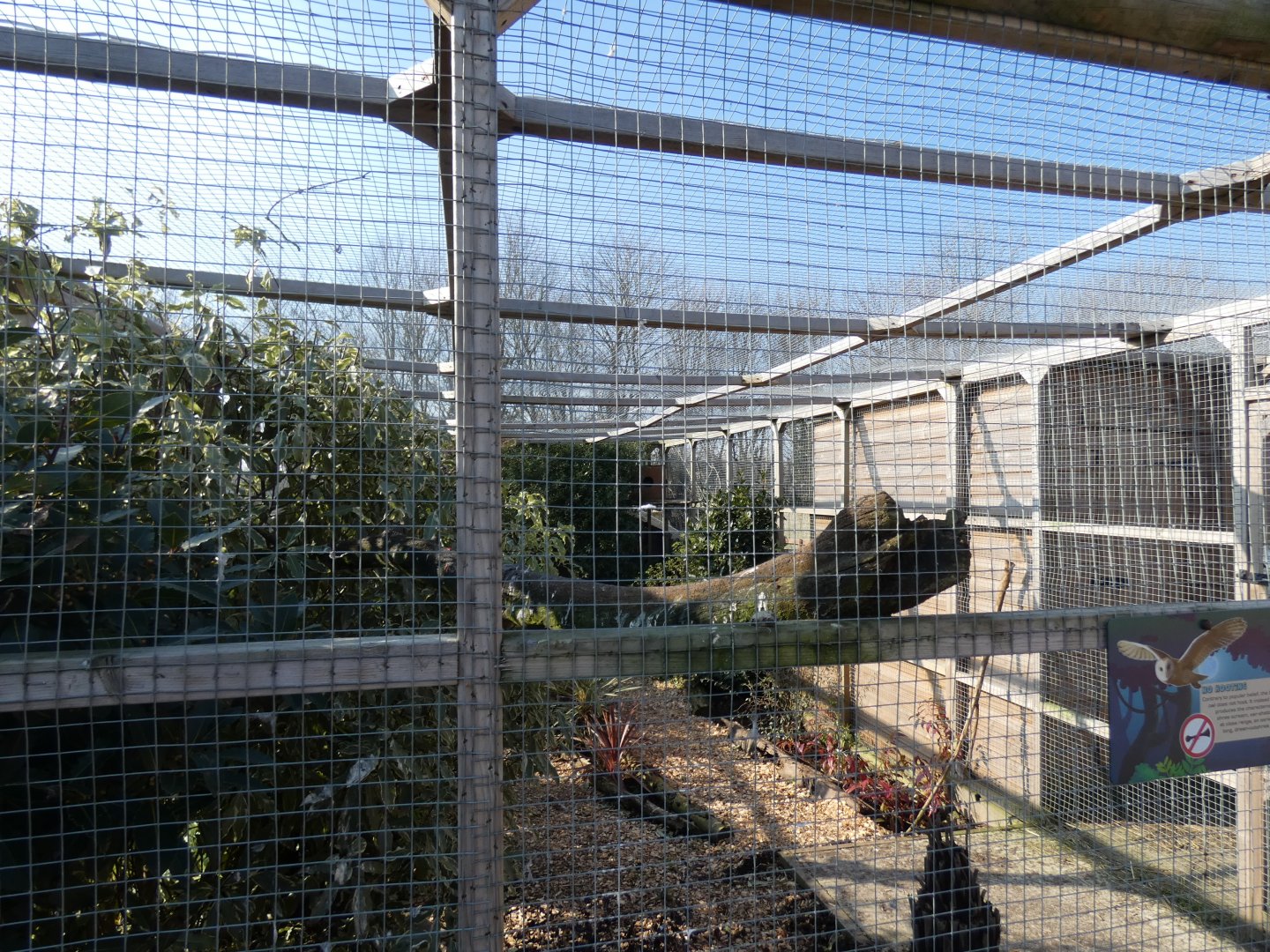 Barn Owl aviary