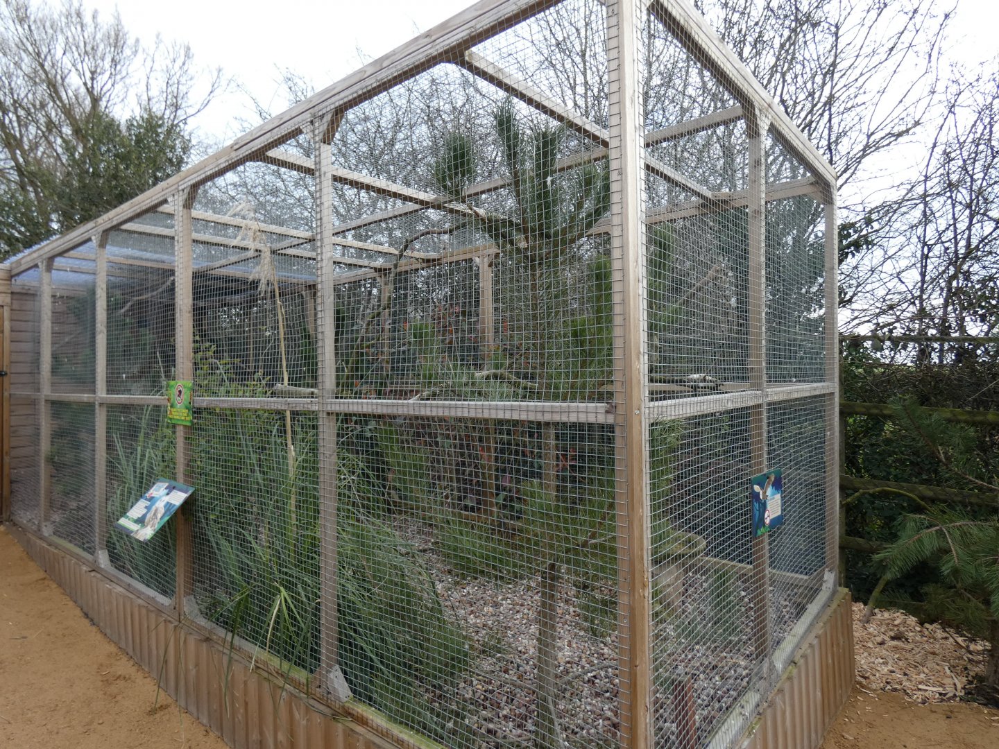 Barn Owl aviary