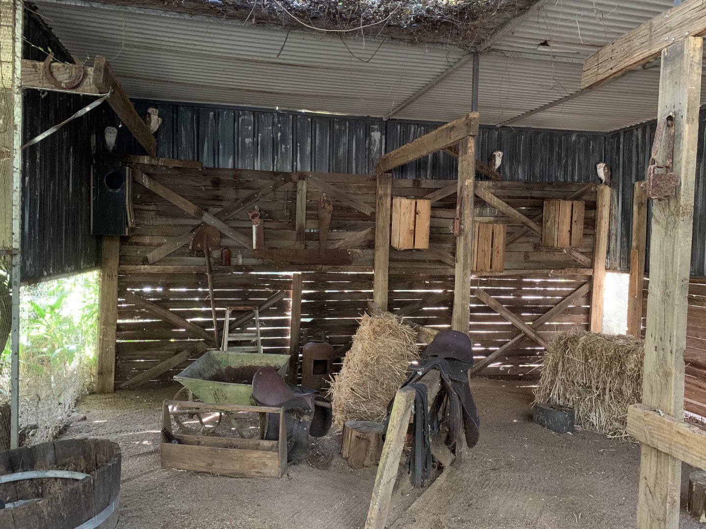 Barn Owl Aviary