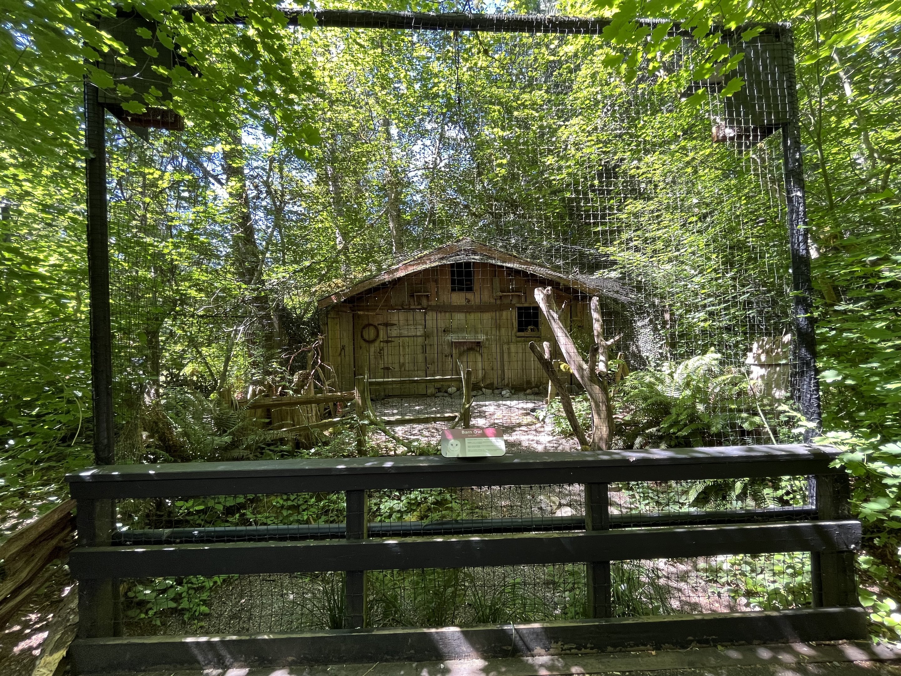 Barn Owl Aviary