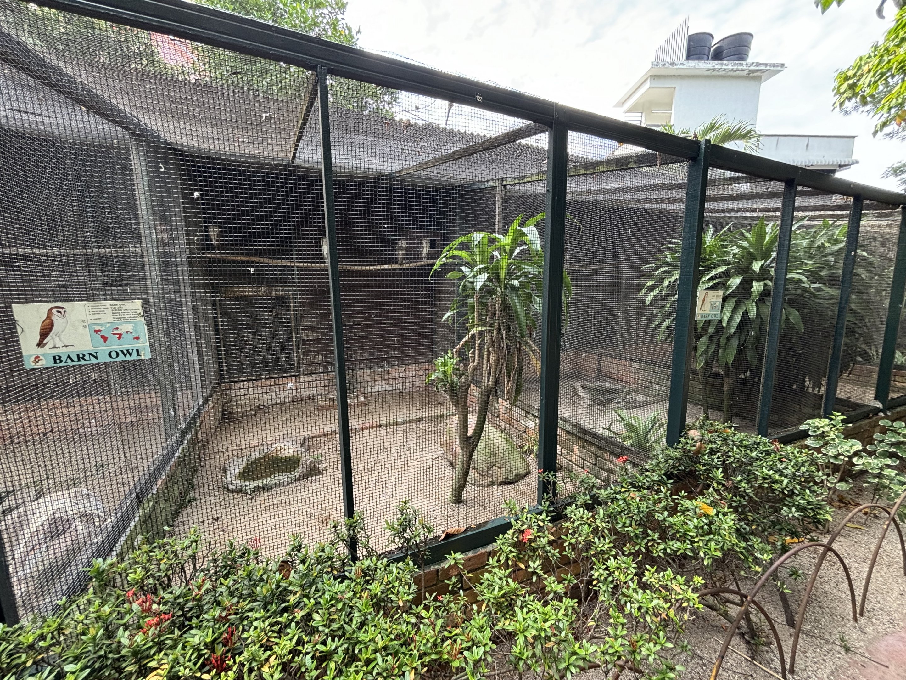 Barn Owl Aviary