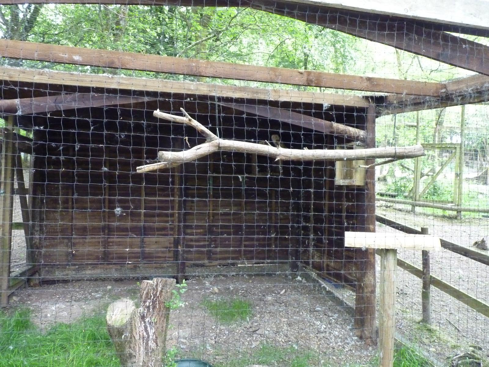 Barn Owl Aviary