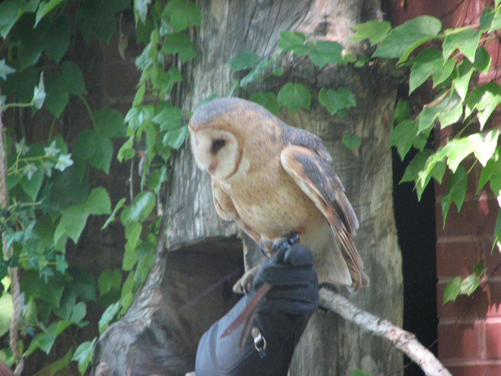 Barn Owl - Bird Show