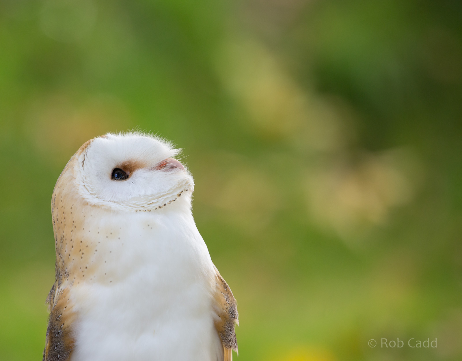 Barn owl : British Wildlife Centre : 05 Oct 2018