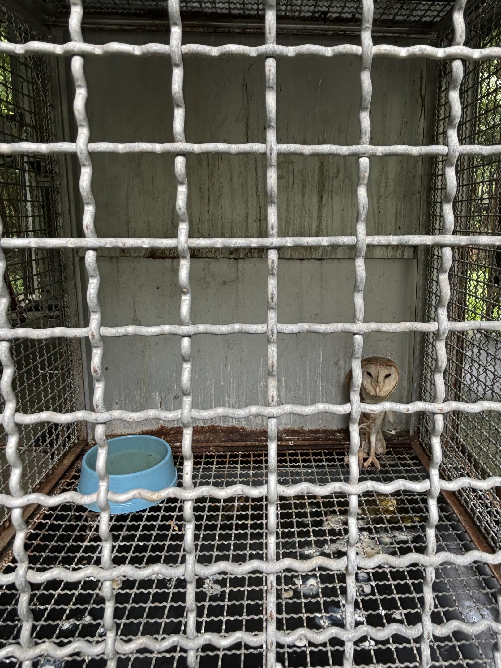 Barn Owl Cage