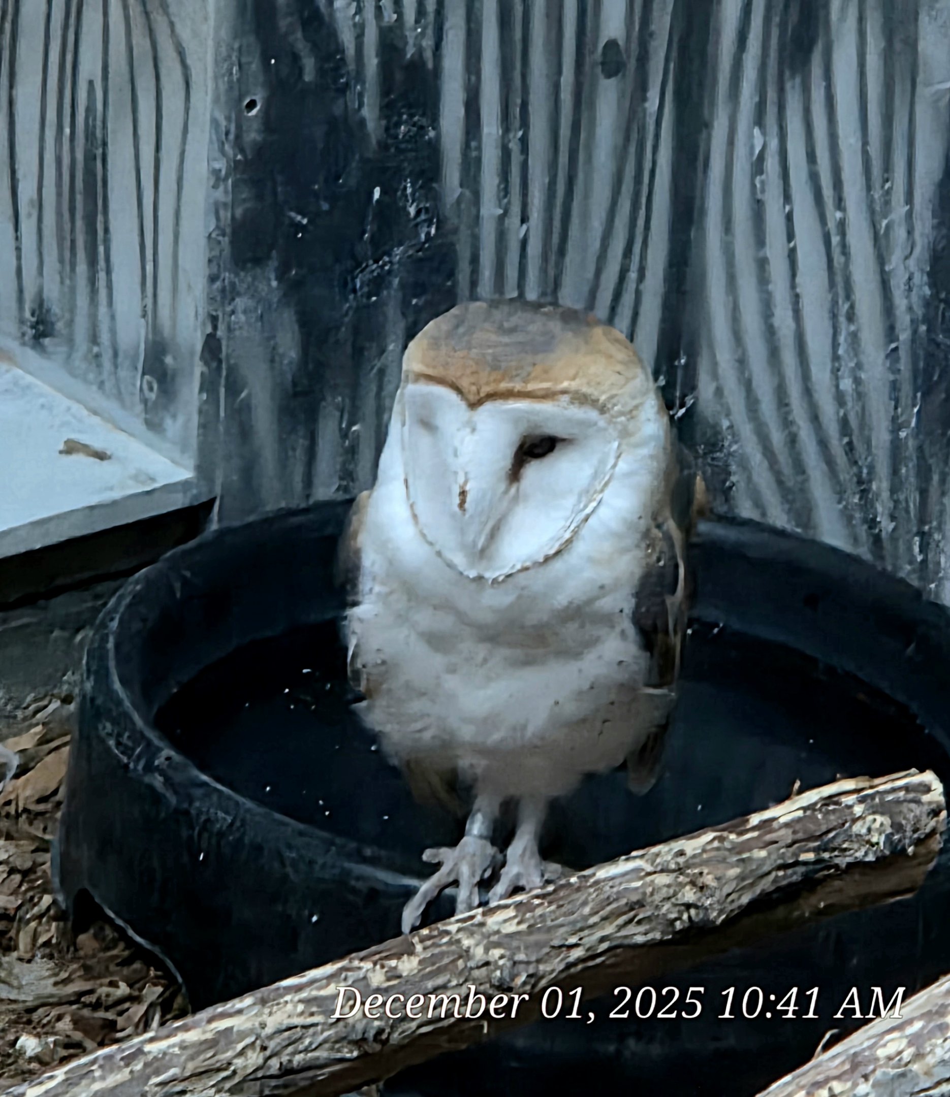 Barn Owl - Cameron Park Zoo