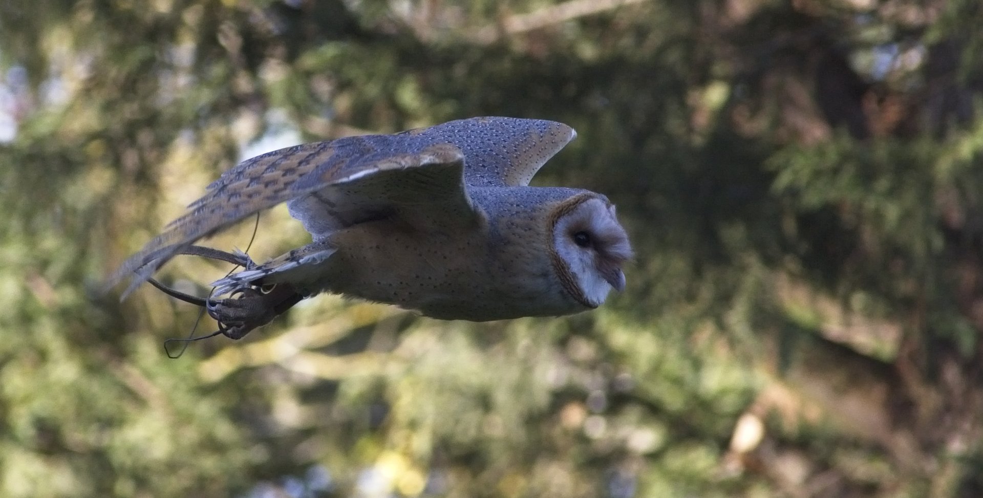 Barn Owl Display