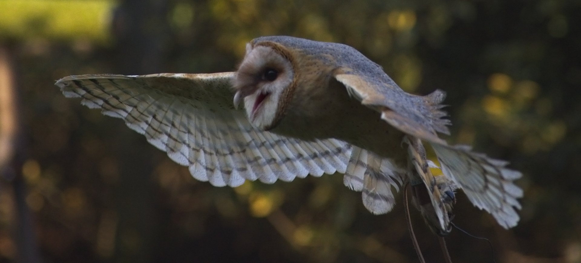 Barn Owl display