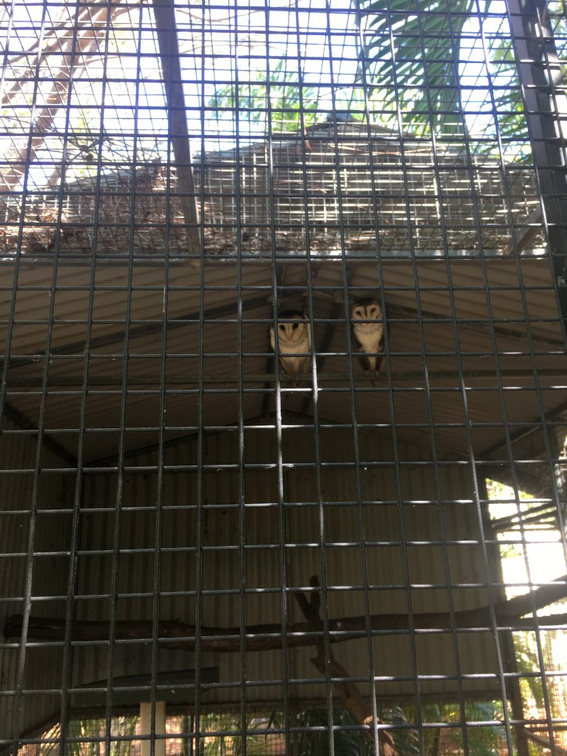 Barn Owl enclosure