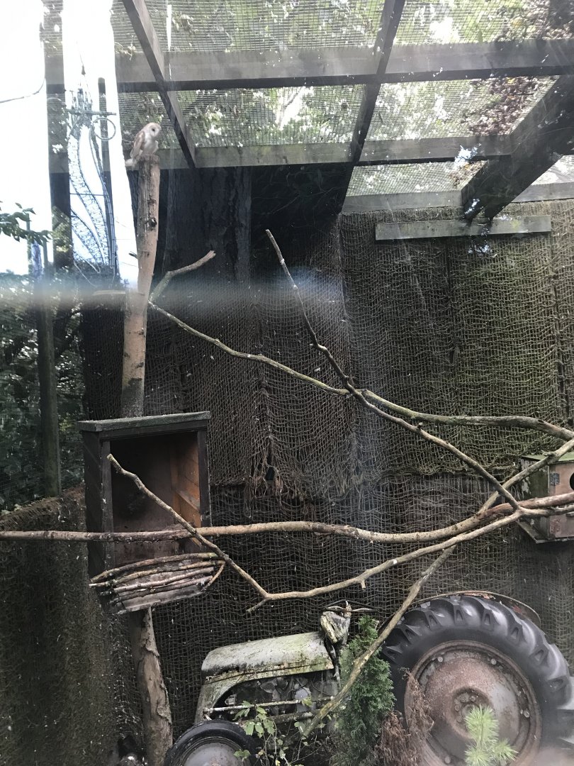 Barn owl enclosure