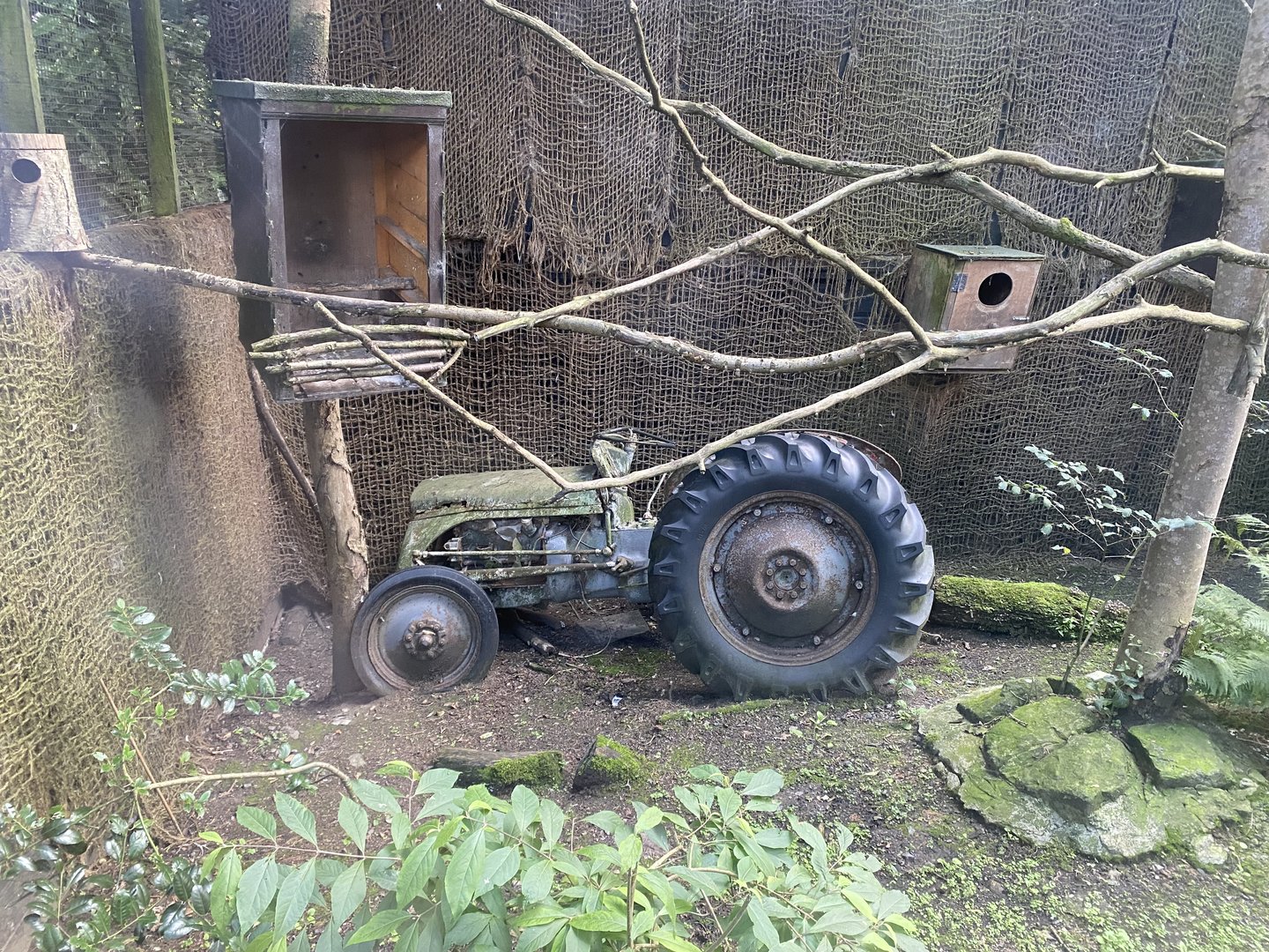 Barn owl exhibit 200922