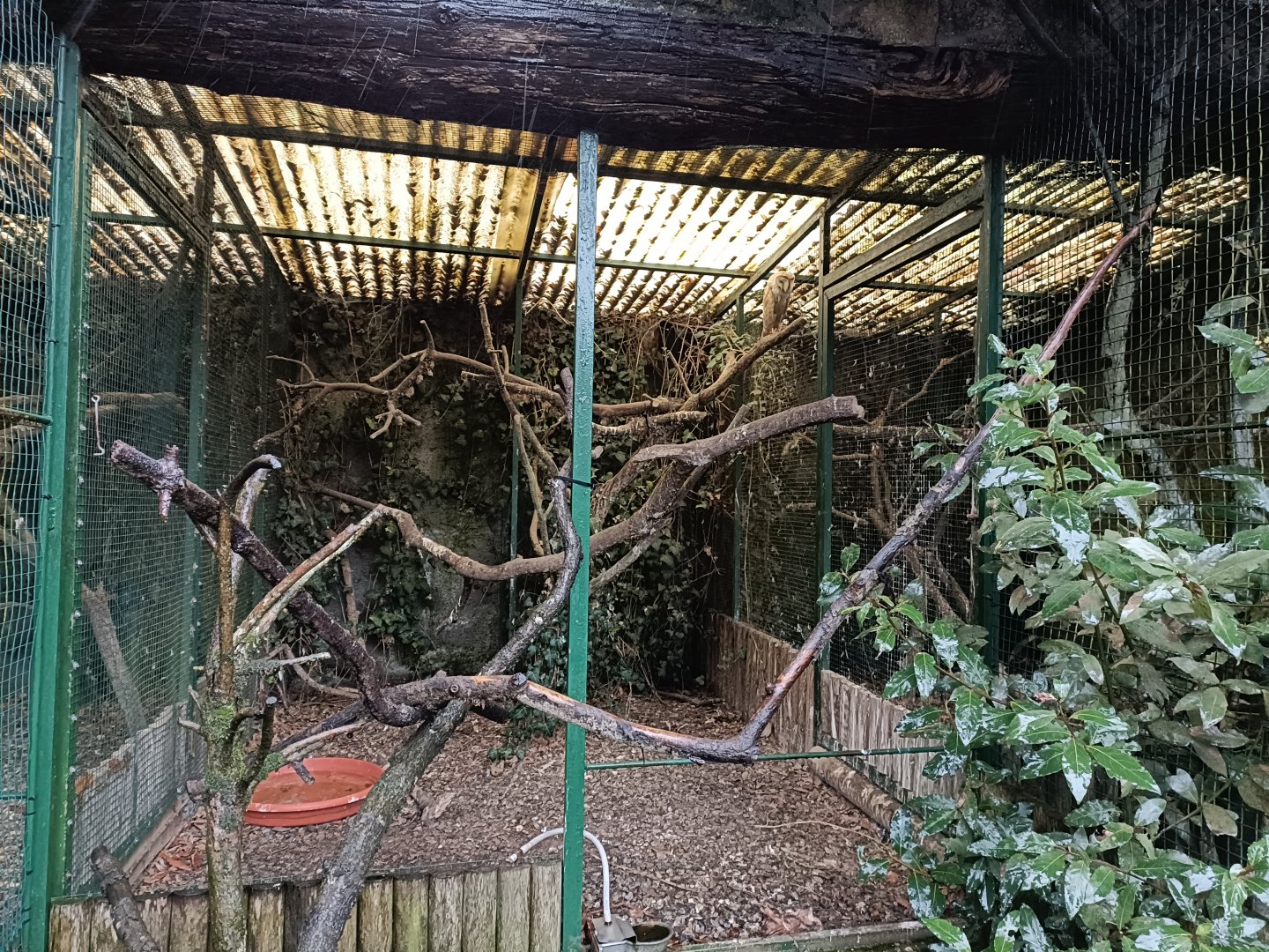 Barn owl exhibit - Avifauna Lugo