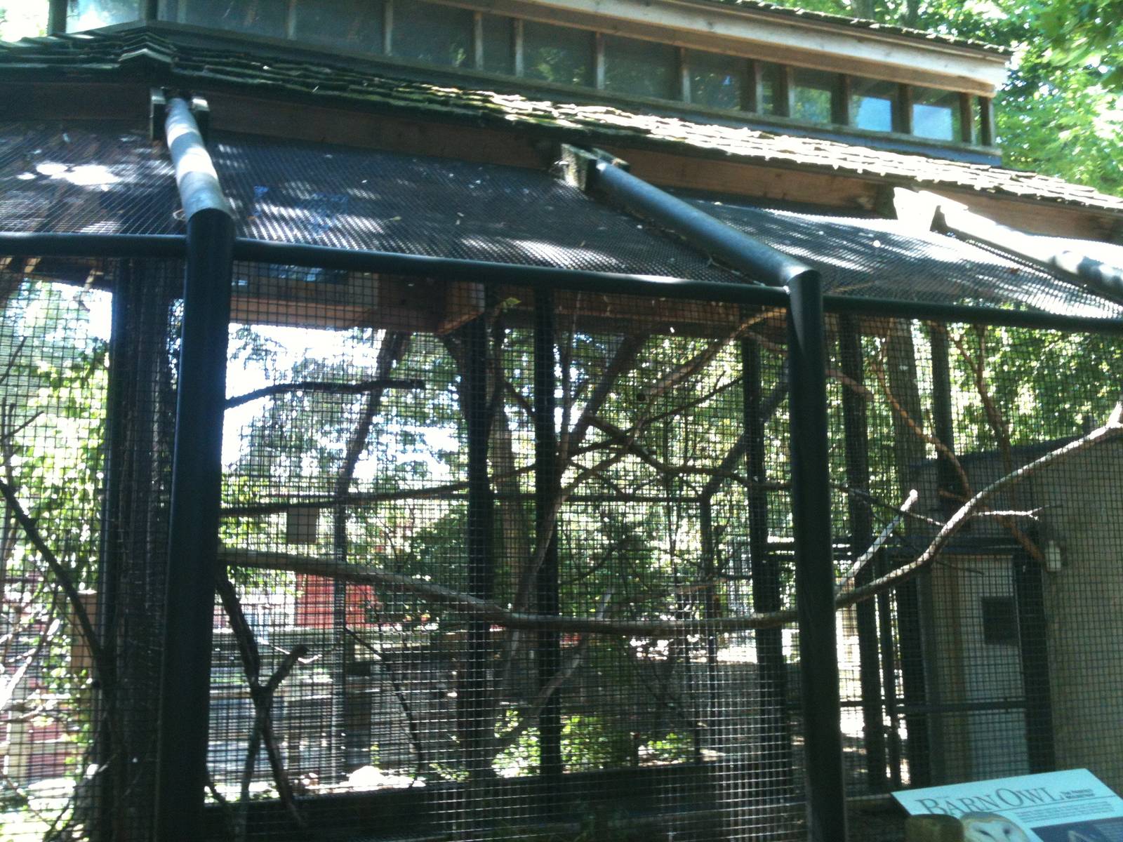 Barn Owl Exhibit. June 2012