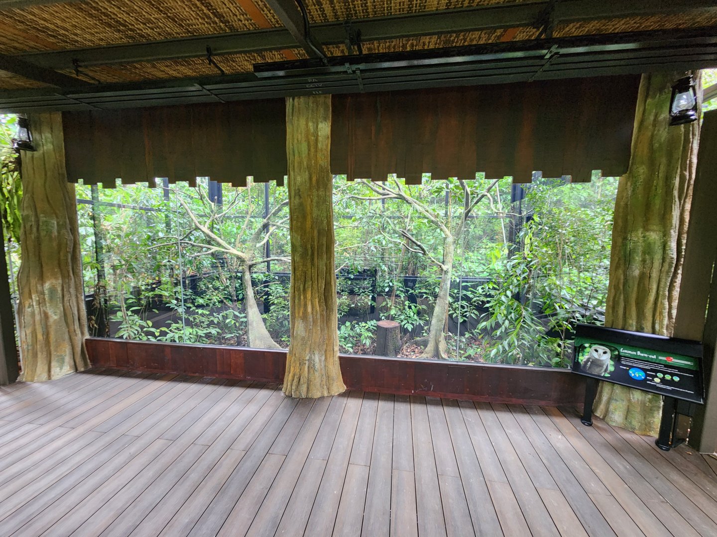 Barn Owl exhibit- Pangolin Trail