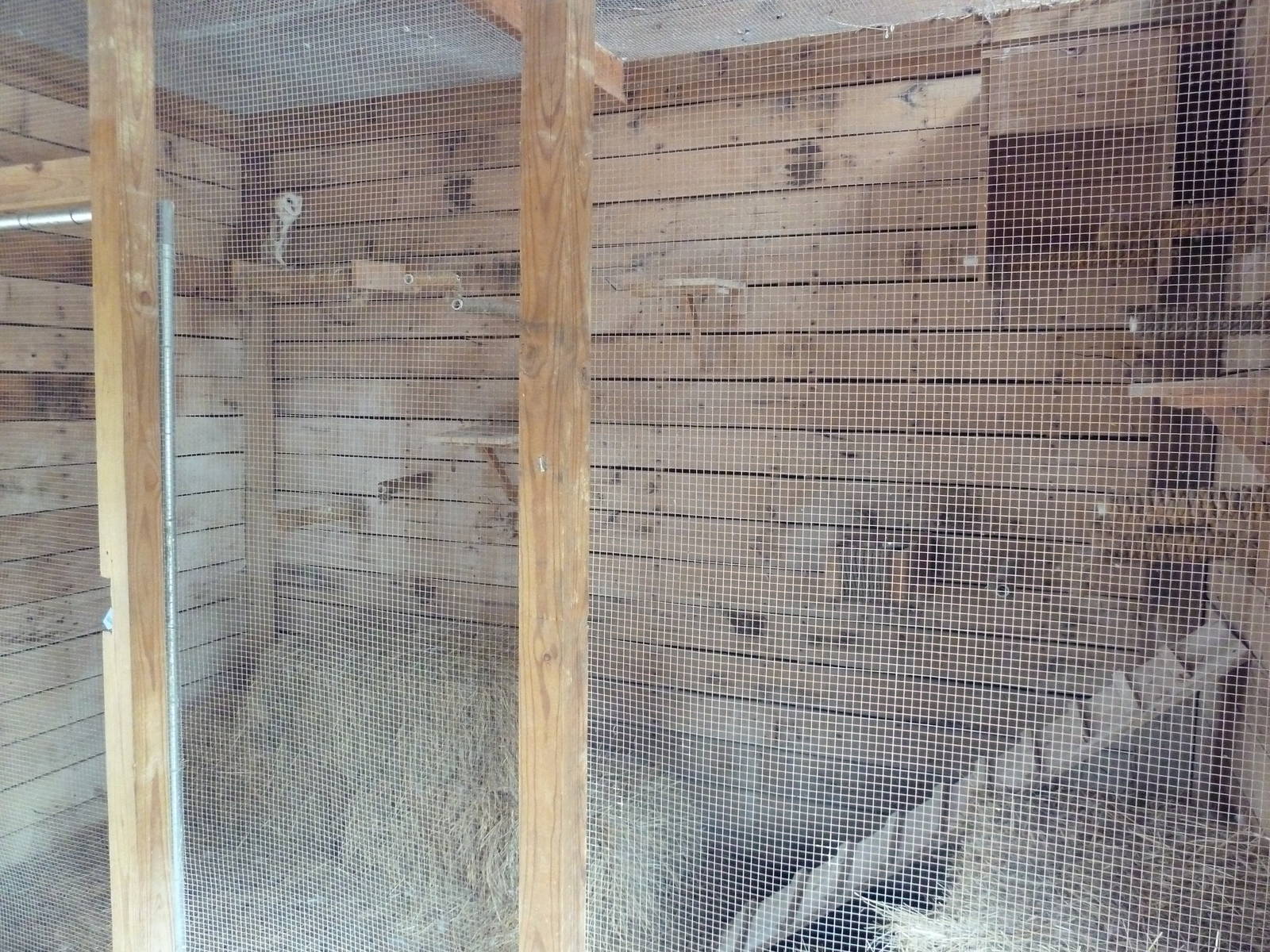 Barn Owl Exhibit