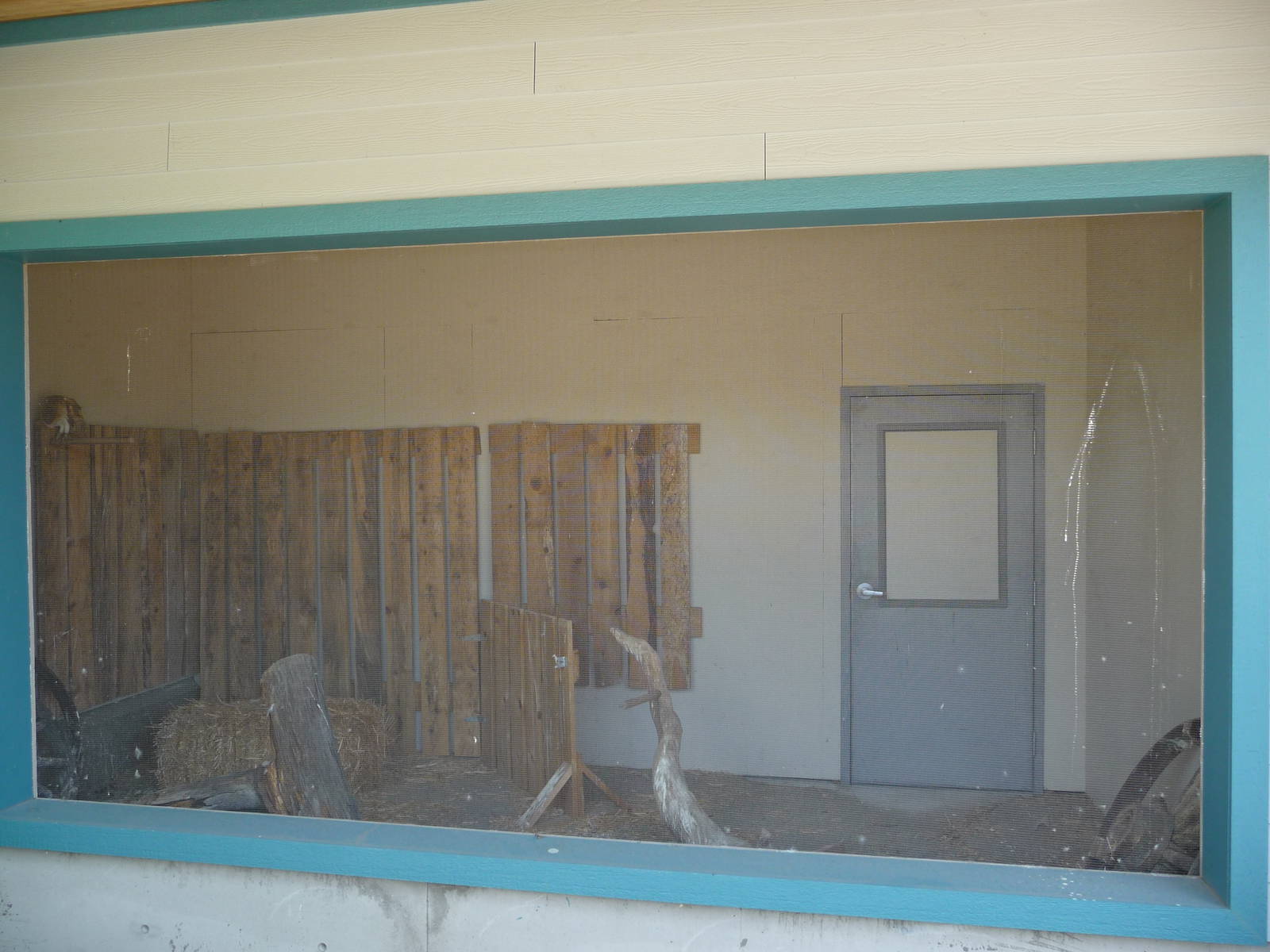 Barn Owl Exhibit