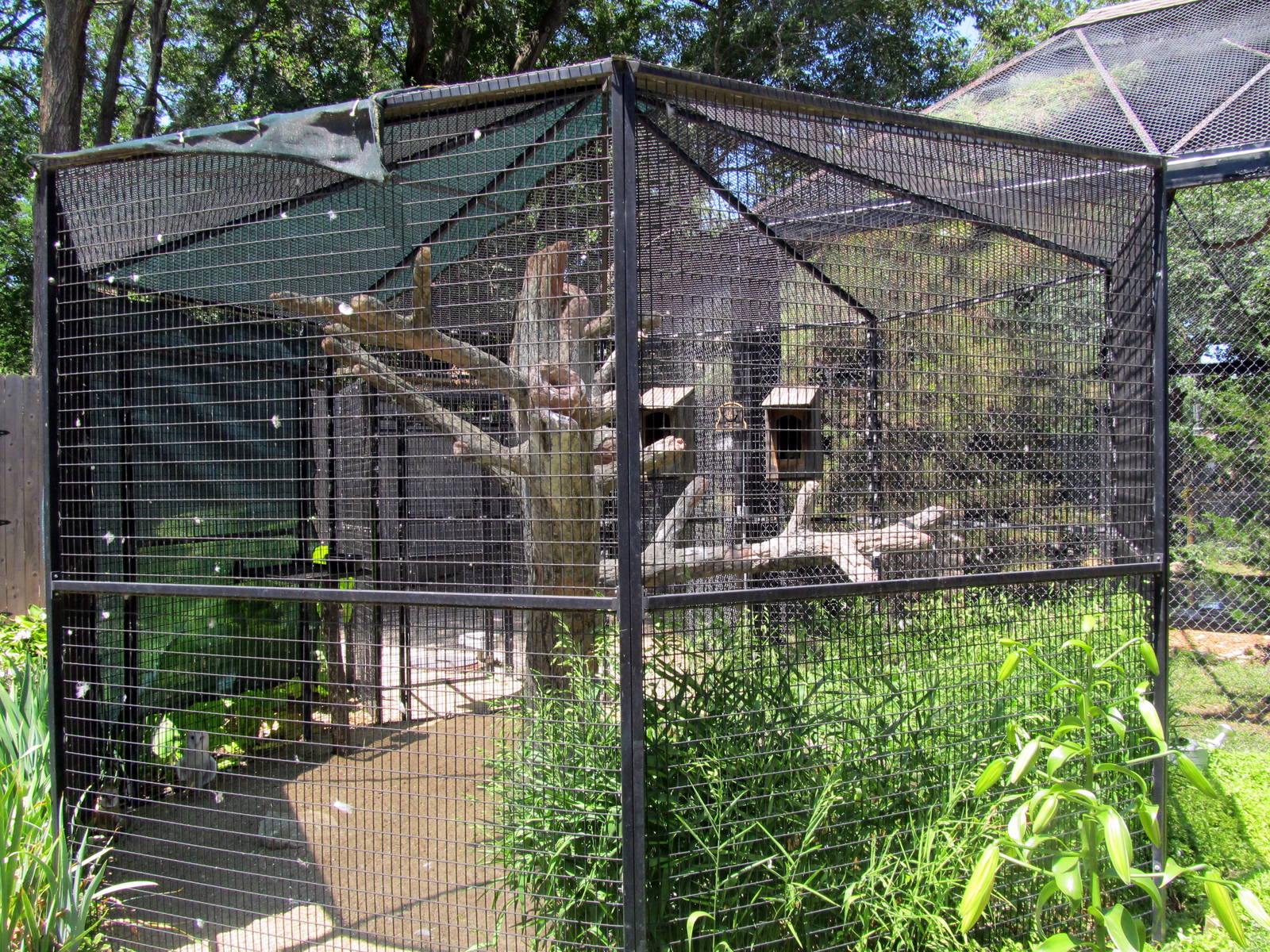 Barn Owl Exhibit