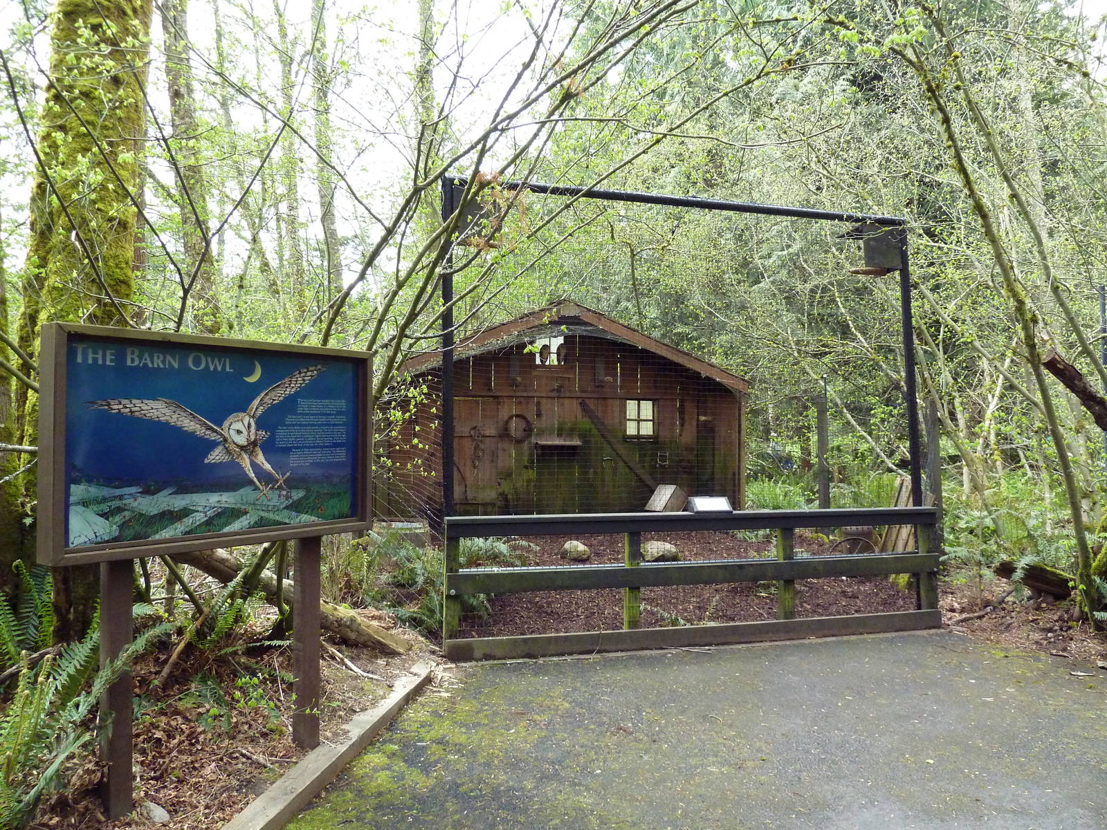 Barn Owl Exhibit