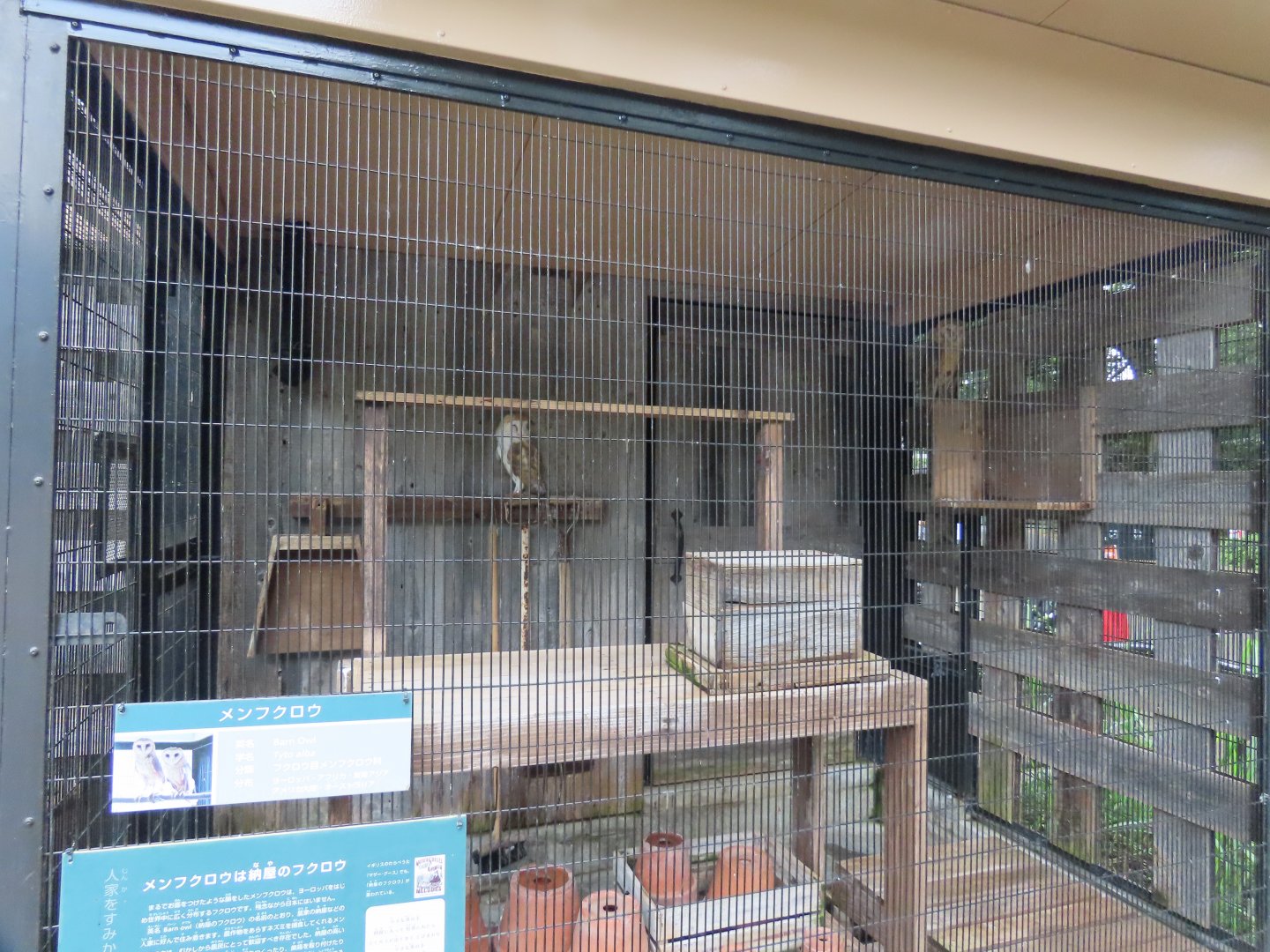 Barn owl exhibit