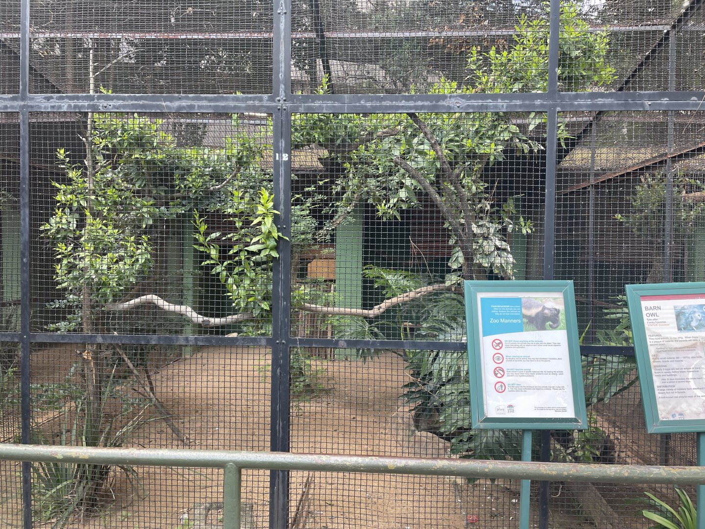 Barn Owl Exhibit