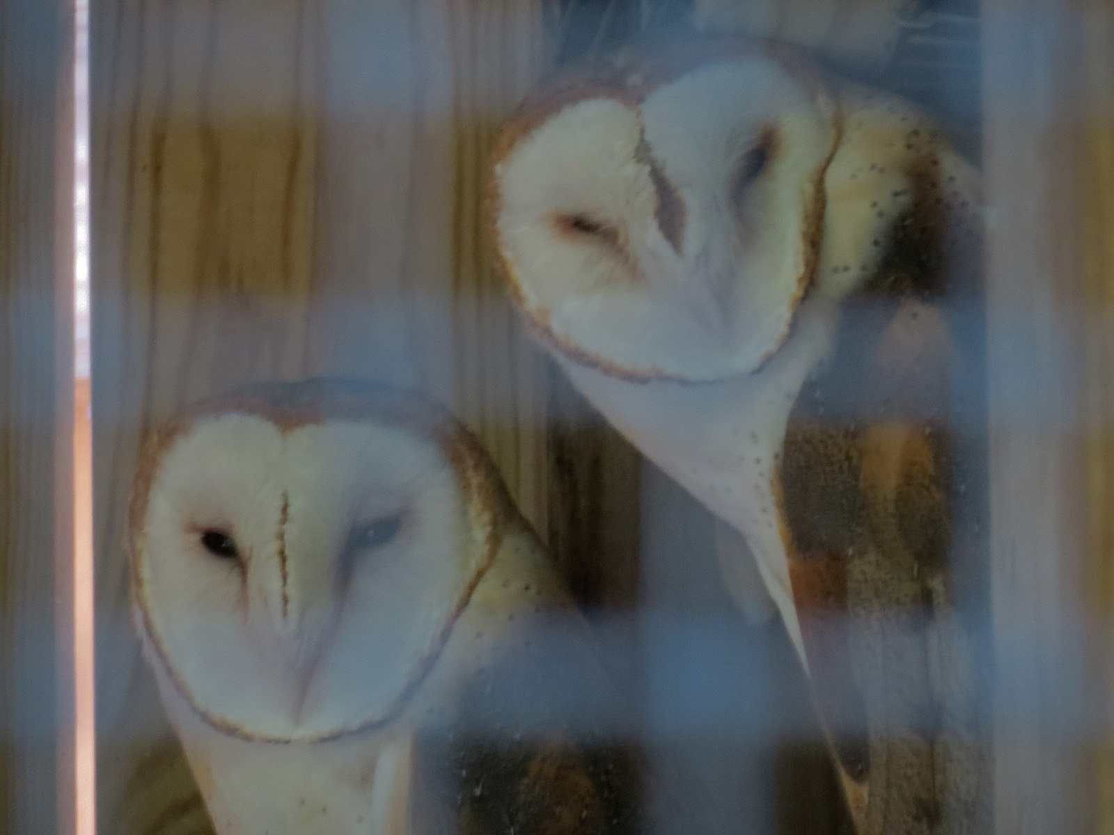 Barn Owl Exhibit