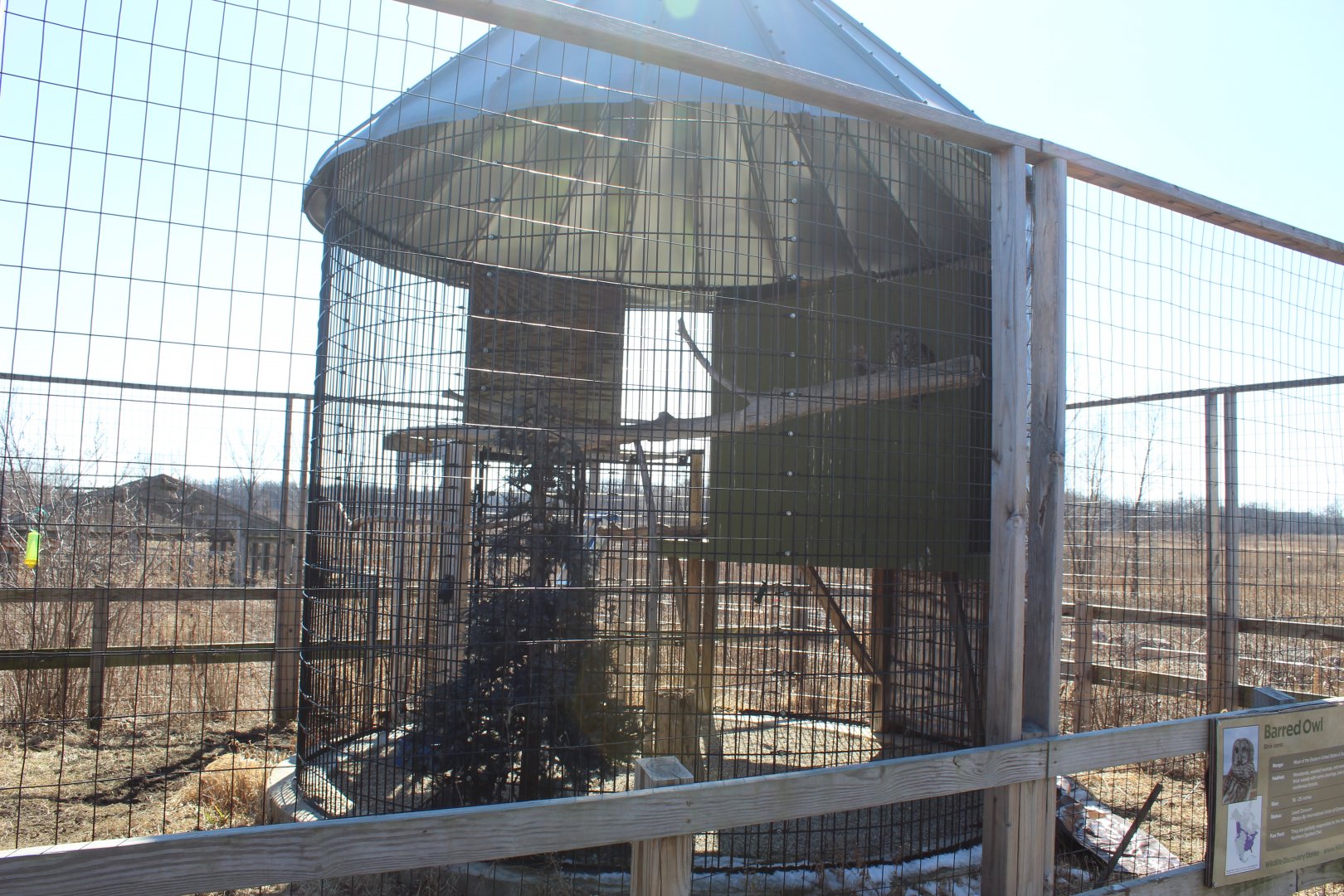 Barn Owl Exhibit
