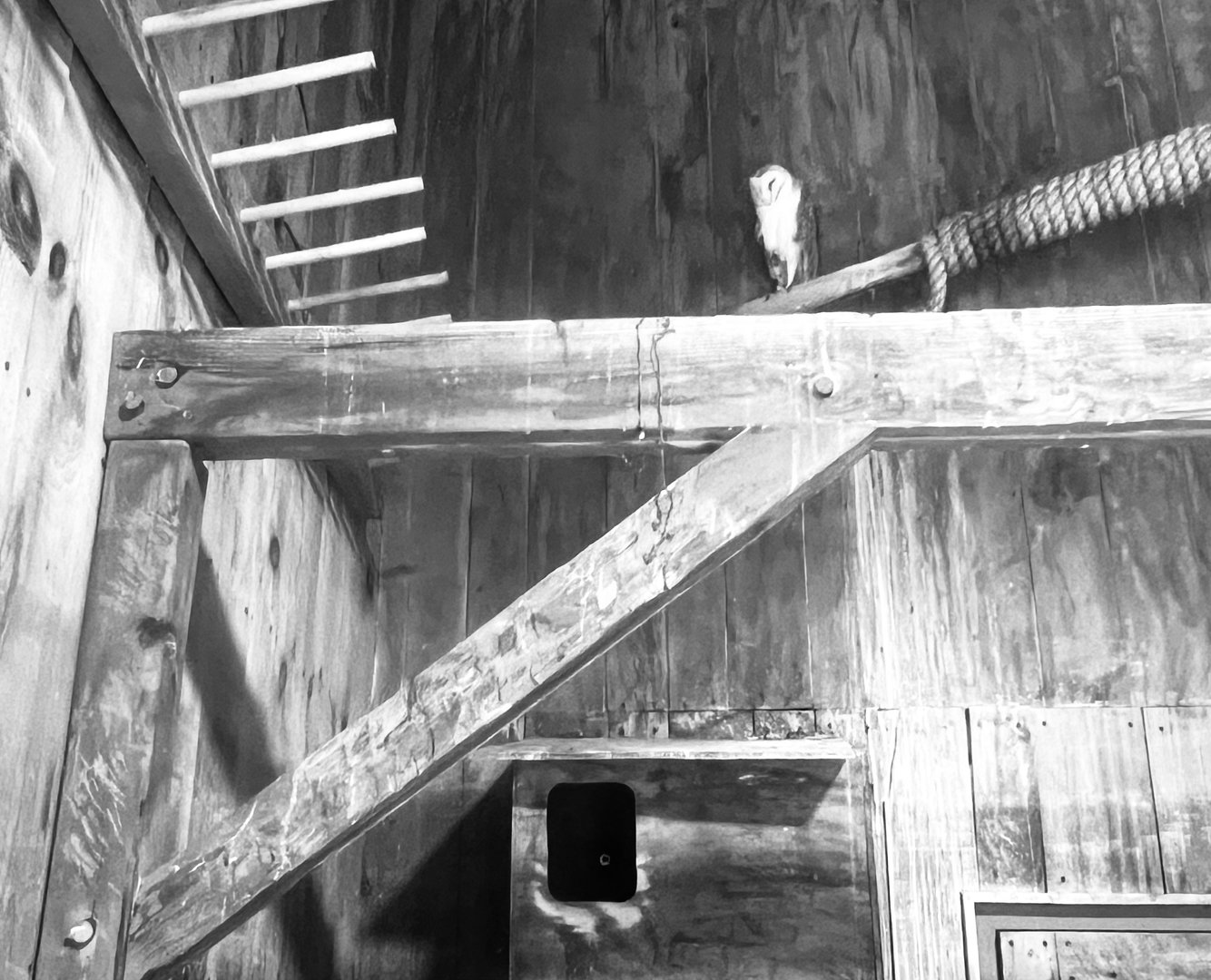 Barn Owl Exhibit