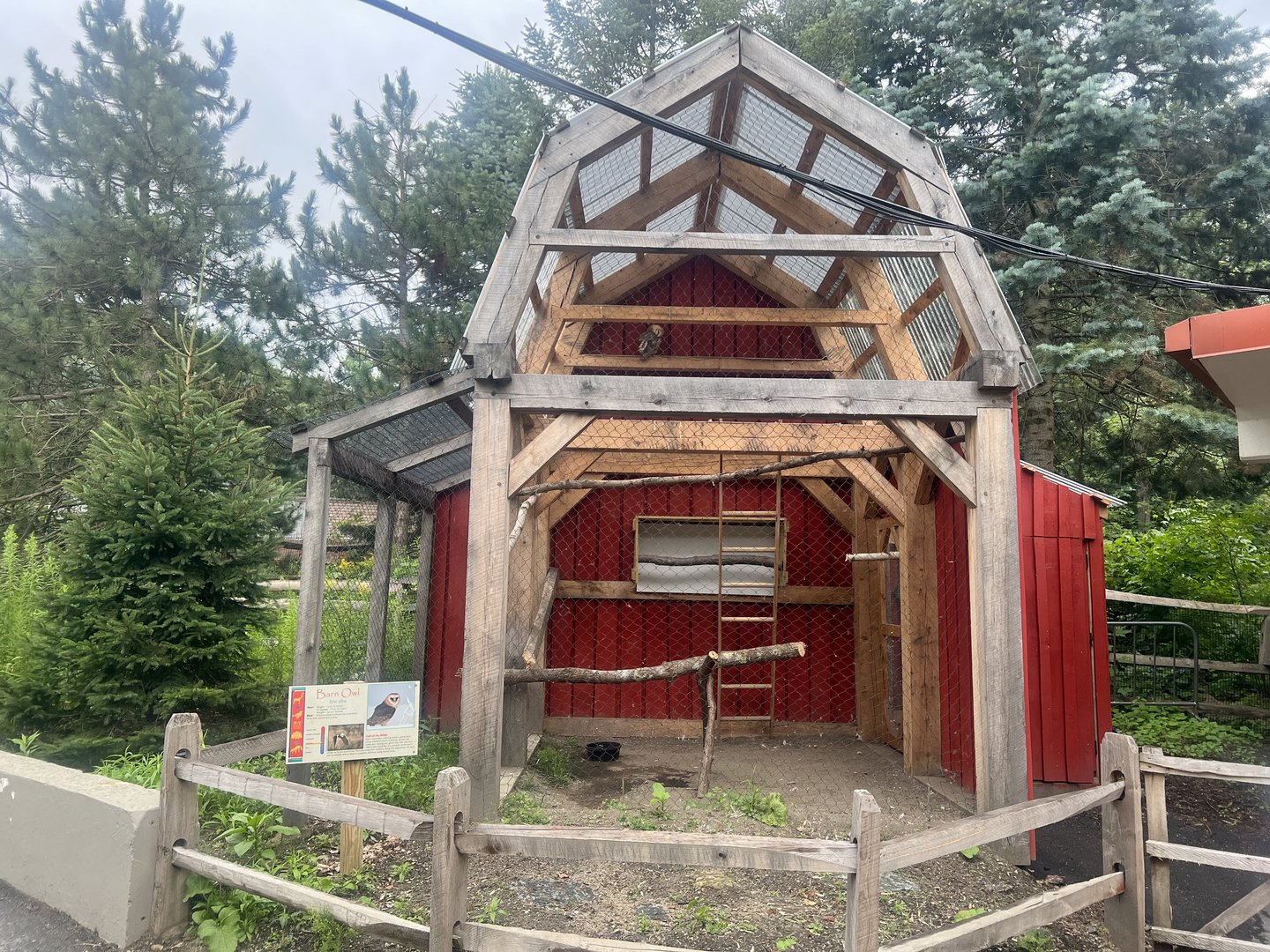 Barn Owl Exhibit