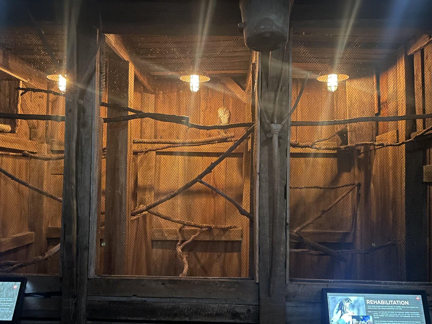 Barn Owl Exhibit