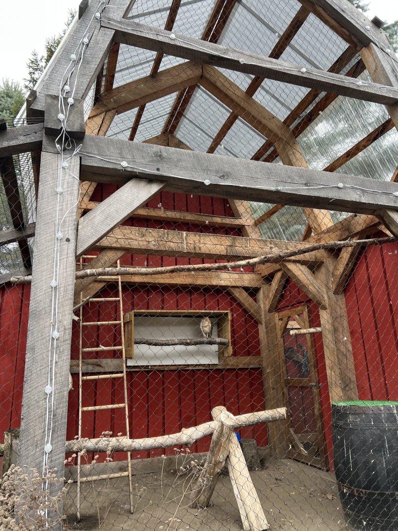 Barn Owl Exhibit