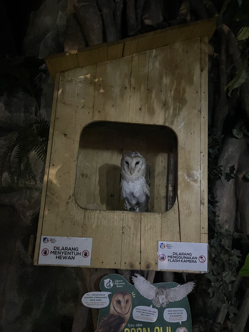 barn owl exhibit