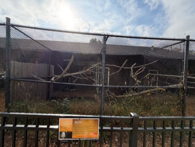 barn owl exhibit