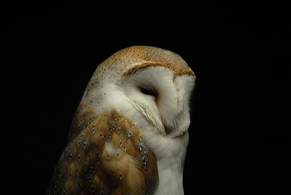 Barn Owl - Exmoor Zoo 2025