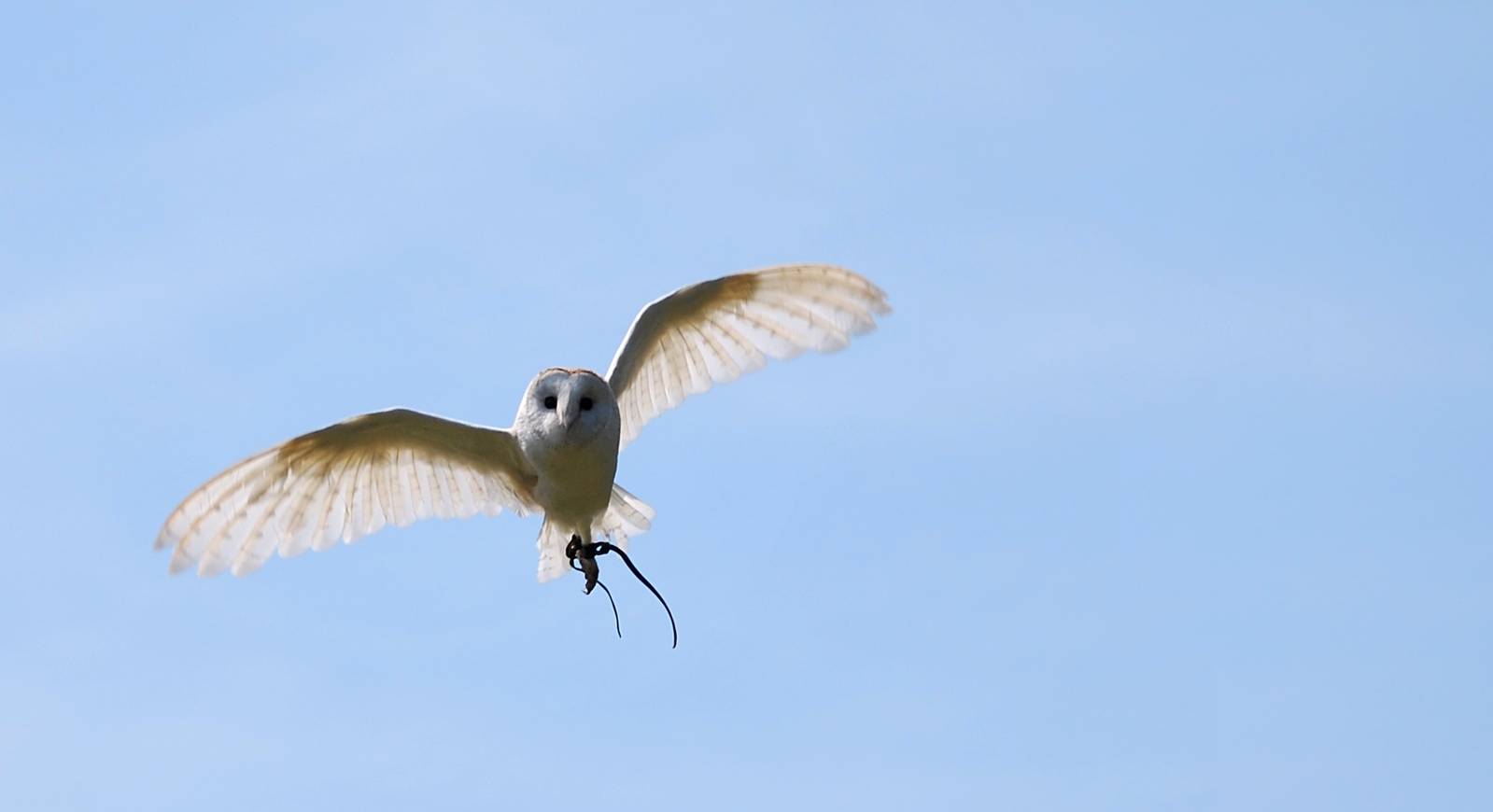 Barn owl flying