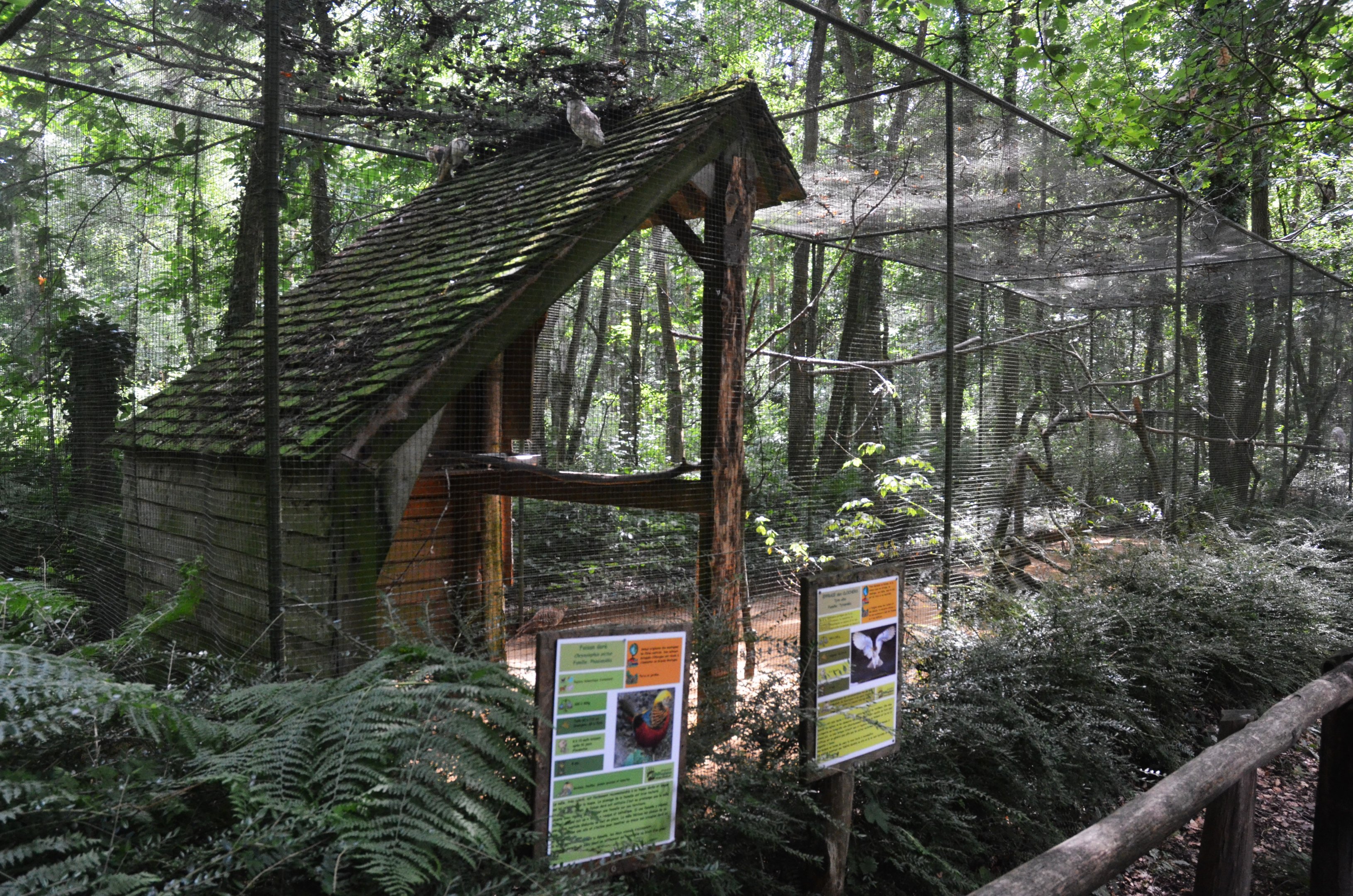 Barn Owl/Golden Pheasant Aviary at Pescheray, 13/06/18