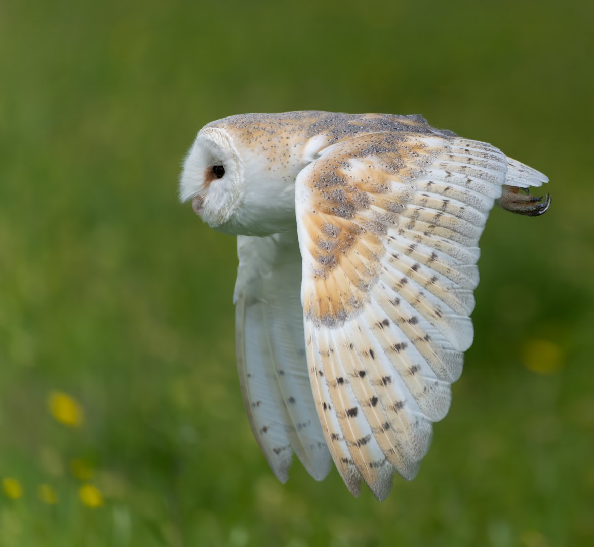 Barn owl, Hawk conservancy trust, UK